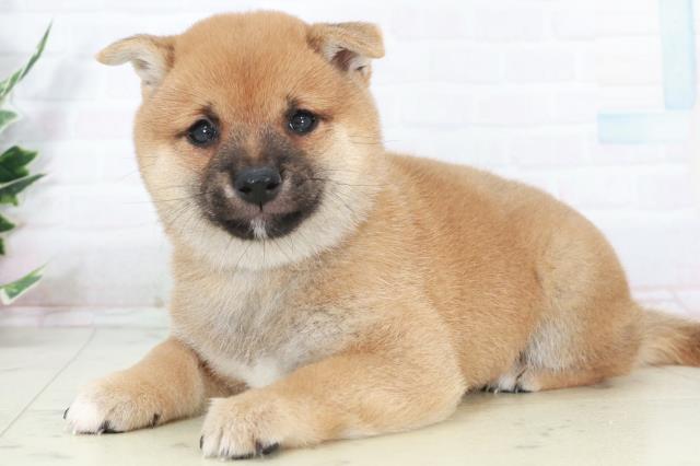 福岡県の豆柴 (Coo&RIKUゆめタウン飯塚店/2025年9月12日生まれ/男の子/赤)の子犬の3枚目の画像