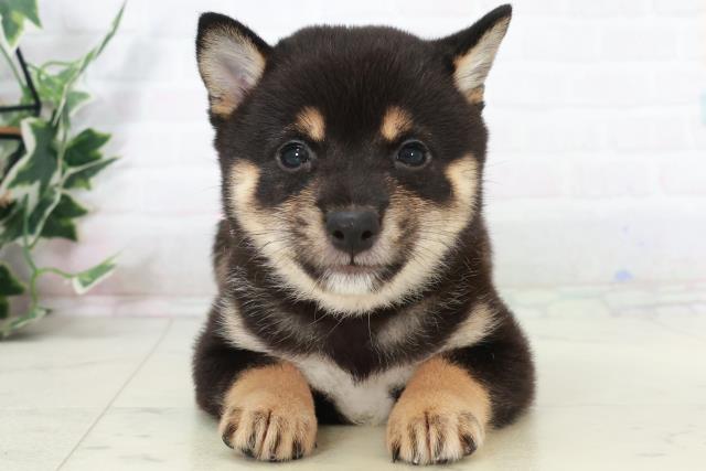 福岡県の豆柴 (Coo&RIKU久留米店/2025年9月10日生まれ/女の子/黒)の子犬の1枚目の画像