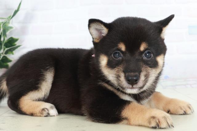 福岡県の豆柴 (Coo&RIKU久留米店/2025年9月10日生まれ/女の子/黒)の子犬の2枚目の画像