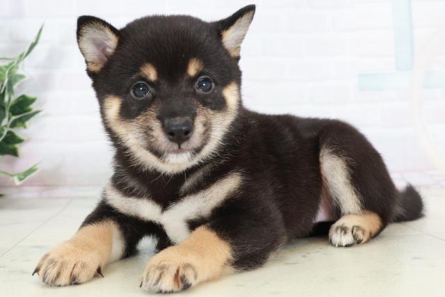 福岡県の豆柴 (Coo&RIKU久留米店/2025年9月10日生まれ/女の子/黒)の子犬の3枚目の画像