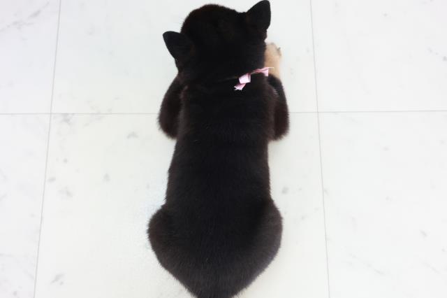 福岡県の豆柴 (Coo&RIKU久留米店/2025年9月10日生まれ/女の子/黒)の子犬の4枚目の画像