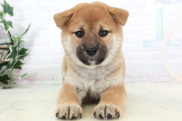 福岡県の柴犬(標準サイズ) (Coo&RIKU久留米店/2025年9月15日生まれ/女の子/赤)の子犬の1枚目の画像