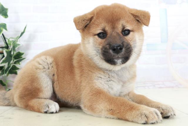 福岡県の柴犬(標準サイズ) (Coo&RIKU久留米店/2025年9月15日生まれ/女の子/赤)の子犬の2枚目の画像