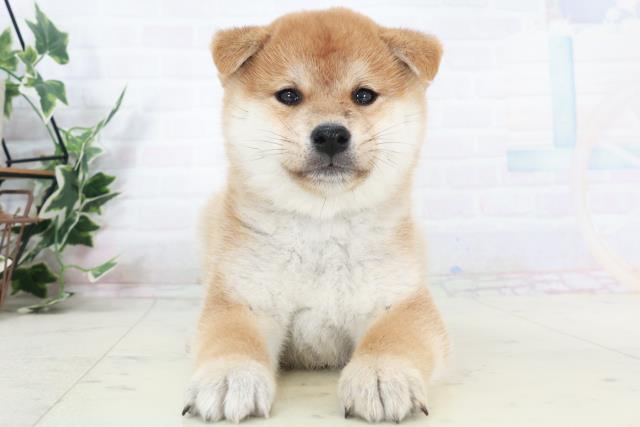 福岡県の柴犬(標準サイズ) (Coo&RIKUフォレストシティ春日店/2025年9月15日生まれ/女の子/赤)の子犬