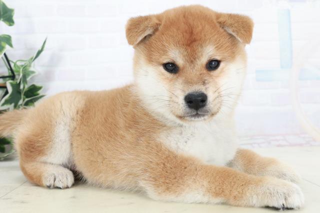 福岡県の柴犬(標準サイズ) (Coo&RIKUフォレストシティ春日店/2025年9月15日生まれ/女の子/赤)の子犬の2枚目の画像