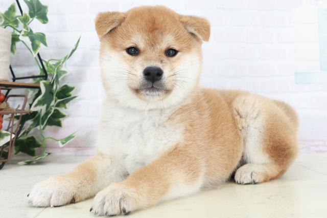 福岡県の柴犬(標準サイズ) (Coo&RIKUフォレストシティ春日店/2025年9月15日生まれ/女の子/赤)の子犬の3枚目の画像