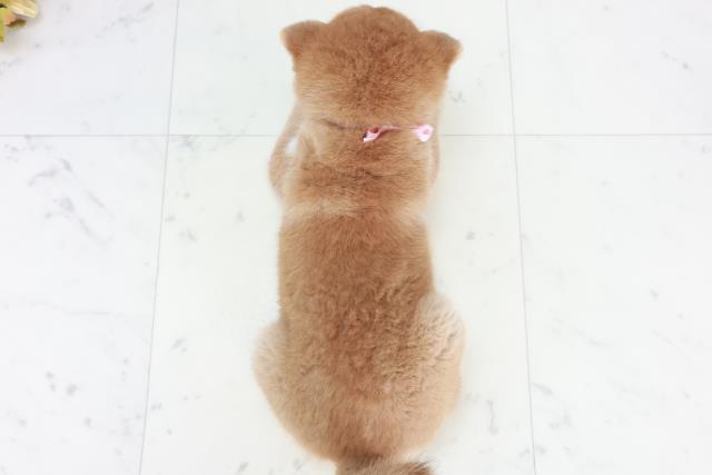 福岡県の柴犬(標準サイズ) (Coo&RIKUフォレストシティ春日店/2025年9月15日生まれ/女の子/赤)の子犬の4枚目の画像