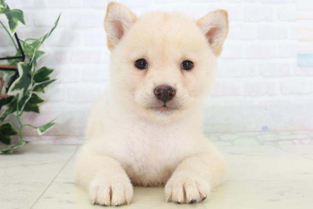 熊本県の柴犬(標準サイズ) (Coo&RIKUカリーノ菊陽店/2025年9月15日生まれ/男の子/白)の子犬の1枚目の画像