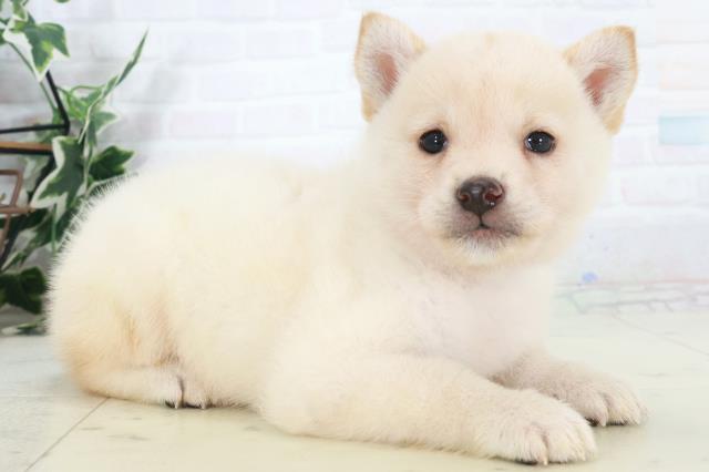 熊本県の柴犬(標準サイズ) (Coo&RIKUカリーノ菊陽店/2025年9月15日生まれ/男の子/白)の子犬の2枚目の画像