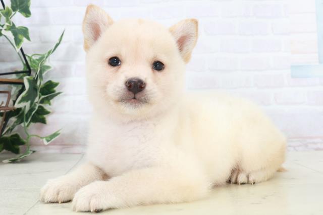 熊本県の柴犬(標準サイズ) (Coo&RIKUカリーノ菊陽店/2025年9月15日生まれ/男の子/白)の子犬の3枚目の画像