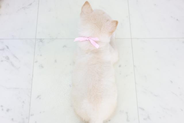 熊本県の柴犬(標準サイズ) (Coo&RIKUカリーノ菊陽店/2025年9月15日生まれ/男の子/白)の子犬の4枚目の画像