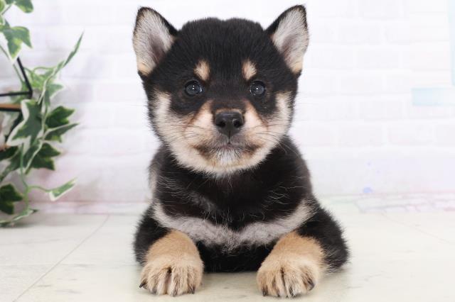 熊本県の柴犬(標準サイズ) (Coo&RIKU宇土シティモール店/2025年9月15日生まれ/男の子/黒)の子犬の1枚目の画像