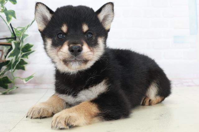 熊本県の柴犬(標準サイズ) (Coo&RIKU宇土シティモール店/2025年9月15日生まれ/男の子/黒)の子犬の3枚目の画像