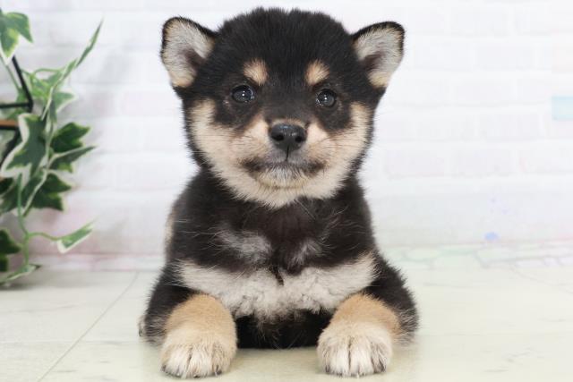 福岡県の柴犬(標準サイズ) (Coo&RIKU行橋店/2025年9月15日生まれ/女の子/黒)の子犬の1枚目の画像