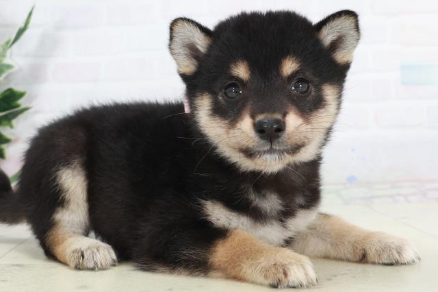 福岡県の柴犬(標準サイズ) (Coo&RIKU行橋店/2025年9月15日生まれ/女の子/黒)の子犬の2枚目の画像