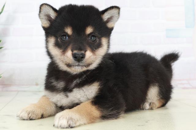 福岡県の柴犬(標準サイズ) (Coo&RIKU行橋店/2025年9月15日生まれ/女の子/黒)の子犬の3枚目の画像