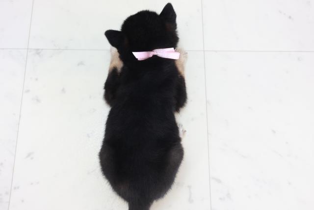 福岡県の柴犬(標準サイズ) (Coo&RIKU行橋店/2025年9月15日生まれ/女の子/黒)の子犬の4枚目の画像