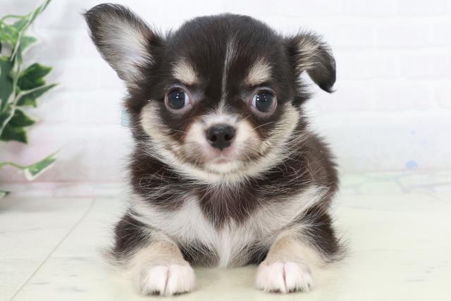 福岡県のチワワ(ロング) (Coo&RIKU行橋店/2025年9月15日生まれ/男の子/ブルータンホワイト)の子犬の1枚目の画像