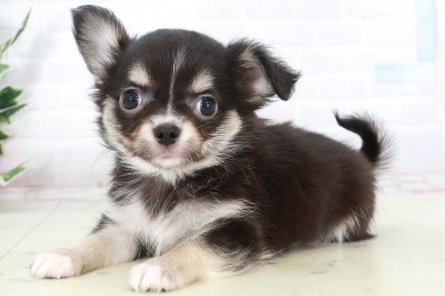 福岡県のチワワ(ロング) (Coo&RIKU行橋店/2025年9月15日生まれ/男の子/ブルータンホワイト)の子犬の3枚目の画像