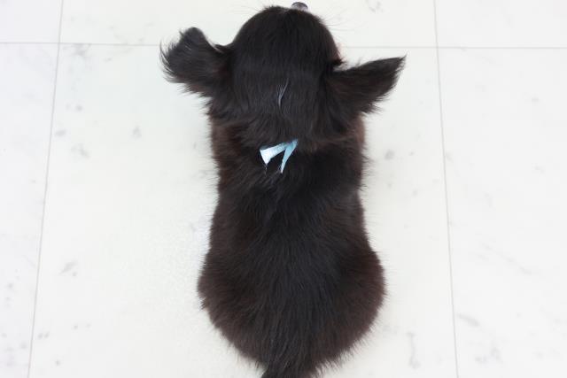 福岡県のチワワ(ロング) (Coo&RIKU行橋店/2025年9月15日生まれ/男の子/ブルータンホワイト)の子犬の4枚目の画像