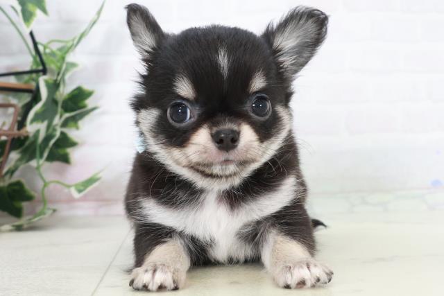 長崎県のチワワ(ロング) (Coo&RIKU長崎浜町店/2025年9月15日生まれ/男の子/ブラックタンホワイト)の子犬の1枚目の画像