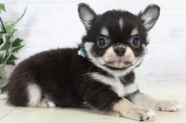 長崎県のチワワ(ロング) (Coo&RIKU長崎浜町店/2025年9月15日生まれ/男の子/ブラックタンホワイト)の子犬の2枚目の画像