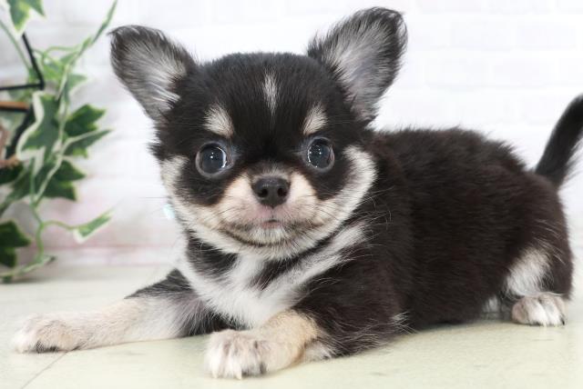 長崎県のチワワ(ロング) (Coo&RIKU長崎浜町店/2025年9月15日生まれ/男の子/ブラックタンホワイト)の子犬の3枚目の画像