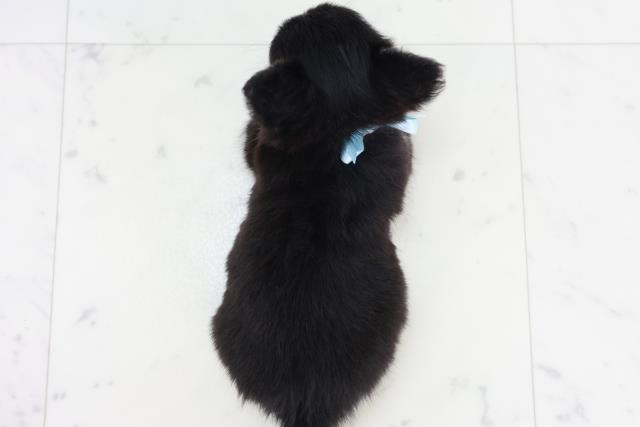 長崎県のチワワ(ロング) (Coo&RIKU長崎浜町店/2025年9月15日生まれ/男の子/ブラックタンホワイト)の子犬の4枚目の画像