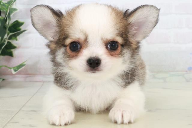 福岡県のチワワ(ロング) (Coo&RIKU黒崎店/2025年9月12日生まれ/男の子/レッドホワイト)の子犬の1枚目の画像