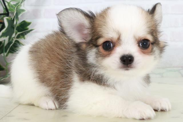 福岡県のチワワ(ロング) (Coo&RIKU黒崎店/2025年9月12日生まれ/男の子/レッドホワイト)の子犬の2枚目の画像