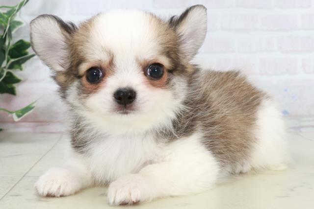 福岡県のチワワ(ロング) (Coo&RIKU黒崎店/2025年9月12日生まれ/男の子/レッドホワイト)の子犬の3枚目の画像