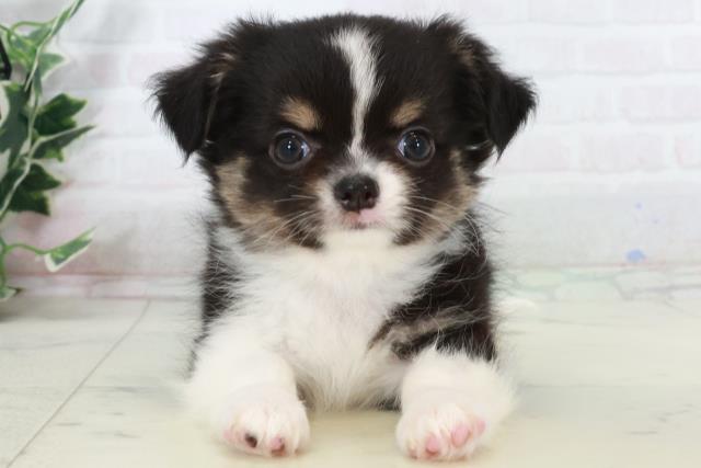 福岡県のチワワ(ロング) (Coo&RIKU小倉店/2025年9月12日生まれ/男の子/ブラックタンホワイト)の子犬の1枚目の画像