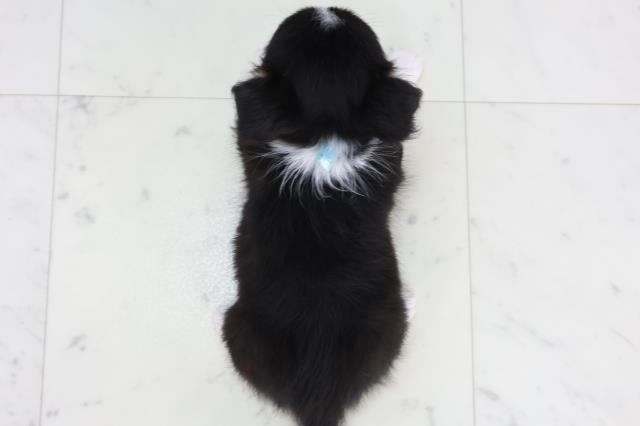 福岡県のチワワ(ロング) (Coo&RIKU小倉店/2025年9月12日生まれ/男の子/ブラックタンホワイト)の子犬の4枚目の画像