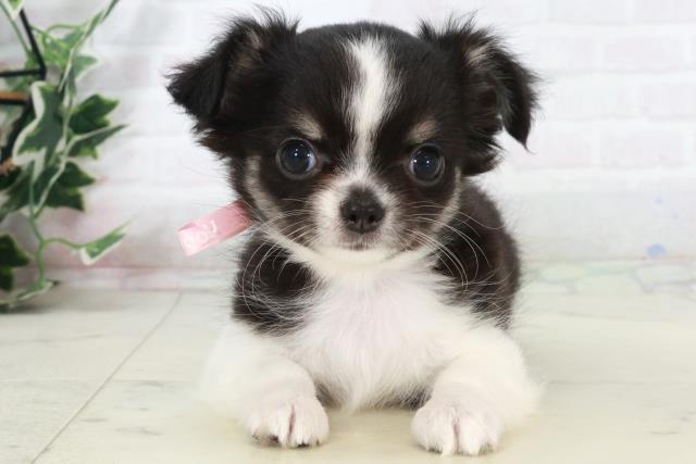 福岡県のチワワ(ロング) (Coo&RIKU久留米店/2025年9月12日生まれ/女の子/ブラックタンホワイト)の子犬の1枚目の画像