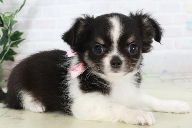 福岡県のチワワ(ロング) (Coo&RIKU久留米店/2025年9月12日生まれ/女の子/ブラックタンホワイト)の子犬の2枚目の画像