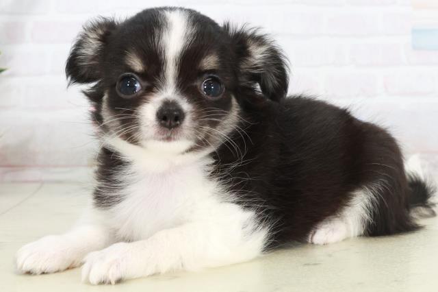 福岡県のチワワ(ロング) (Coo&RIKU久留米店/2025年9月12日生まれ/女の子/ブラックタンホワイト)の子犬の3枚目の画像