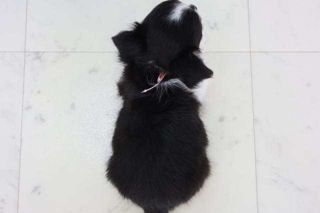 福岡県のチワワ(ロング) (Coo&RIKU久留米店/2025年9月12日生まれ/女の子/ブラックタンホワイト)の子犬の4枚目の画像