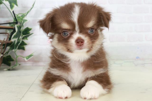 福岡県のチワワ(ロング) (Coo&RIKU行橋店/2025年9月12日生まれ/女の子/チョコレートタンホワイト)の子犬の1枚目の画像