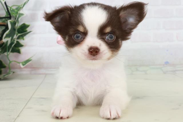 福岡県のチワワ(ロング) (Coo&RIKUフォレストシティ春日店/2025年9月12日生まれ/女の子/ホワイトチョコレートタン)の子犬の1枚目の画像