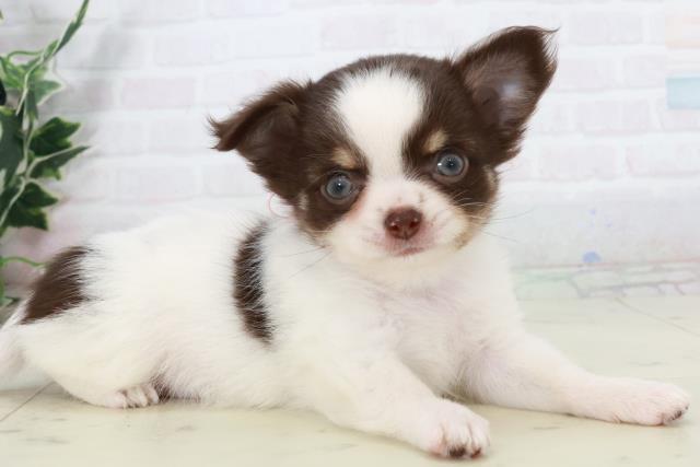 福岡県のチワワ(ロング) (Coo&RIKUフォレストシティ春日店/2025年9月12日生まれ/女の子/ホワイトチョコレートタン)の子犬の2枚目の画像