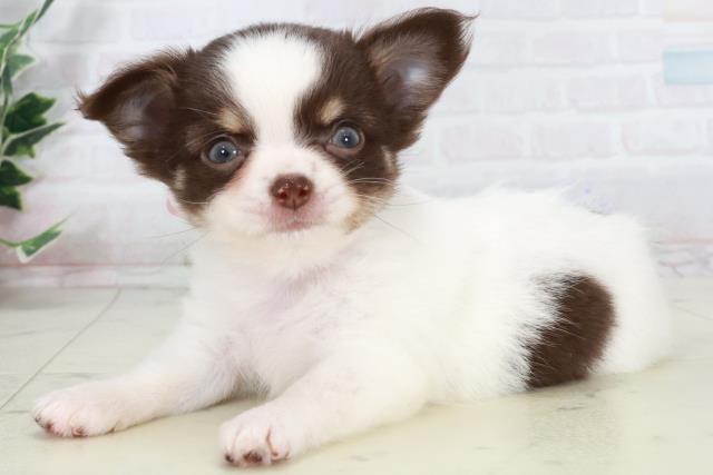 福岡県のチワワ(ロング) (Coo&RIKUフォレストシティ春日店/2025年9月12日生まれ/女の子/ホワイトチョコレートタン)の子犬の3枚目の画像