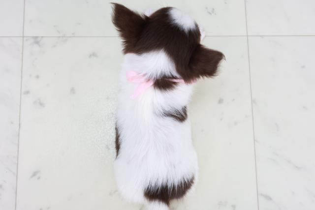 福岡県のチワワ(ロング) (Coo&RIKUフォレストシティ春日店/2025年9月12日生まれ/女の子/ホワイトチョコレートタン)の子犬の4枚目の画像