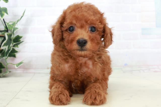 熊本県のトイプードル(トイ) (Coo&RIKU宇土シティモール店/2025年9月16日生まれ/男の子/レッドフォーン)の子犬の1枚目の画像