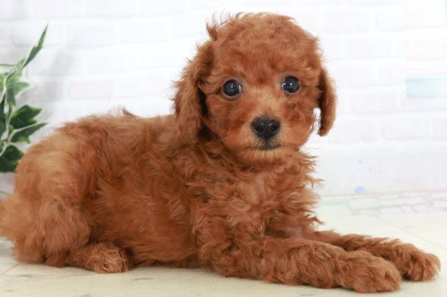 熊本県のトイプードル(トイ) (Coo&RIKU宇土シティモール店/2025年9月16日生まれ/男の子/レッドフォーン)の子犬の2枚目の画像