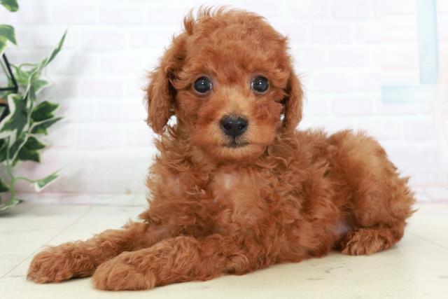 熊本県のトイプードル(トイ) (Coo&RIKU宇土シティモール店/2025年9月16日生まれ/男の子/レッドフォーン)の子犬の3枚目の画像