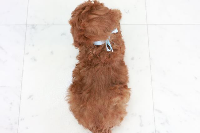 熊本県のトイプードル(トイ) (Coo&RIKU宇土シティモール店/2025年9月16日生まれ/男の子/レッドフォーン)の子犬の4枚目の画像