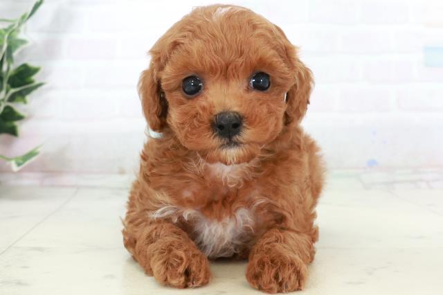 宮崎県のトイプードル(トイ) (Coo&RIKU宮崎店/2025年9月16日生まれ/男の子/レッドフォーン)の子犬の1枚目の画像