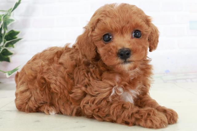 宮崎県のトイプードル(トイ) (Coo&RIKU宮崎店/2025年9月16日生まれ/男の子/レッドフォーン)の子犬の2枚目の画像
