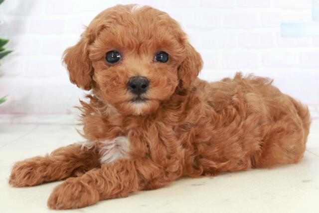 宮崎県のトイプードル(トイ) (Coo&RIKU宮崎店/2025年9月16日生まれ/男の子/レッドフォーン)の子犬の3枚目の画像