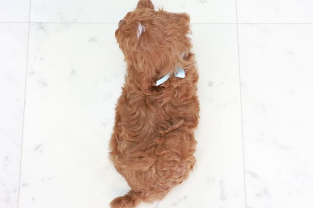 宮崎県のトイプードル(トイ) (Coo&RIKU宮崎店/2025年9月16日生まれ/男の子/レッドフォーン)の子犬の4枚目の画像